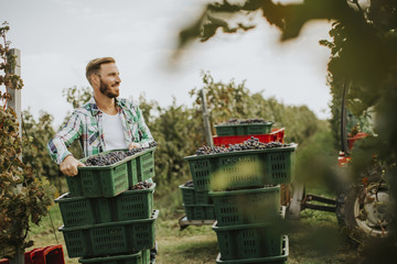 Grape harvest