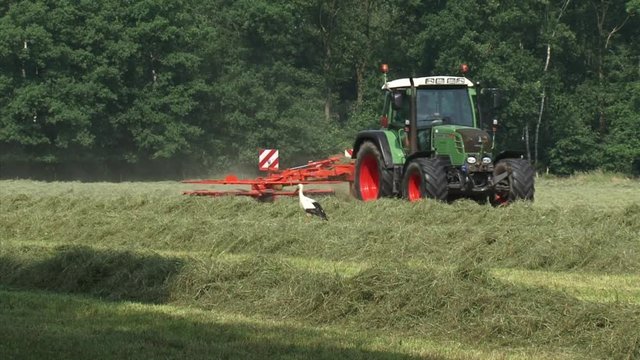 White Stork (ciconia ciconia) forages between windrows while farmer is haying with tractor (Fendt 312 vario) and rake attachment in background.