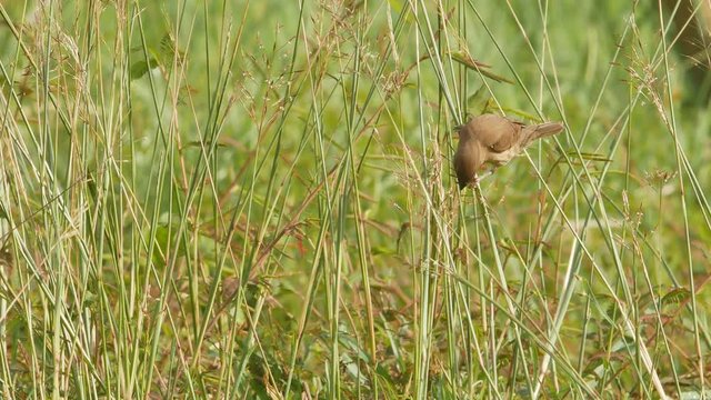 Bird, Scally-breasted Munia (Lonchura punctulata) perching on bush