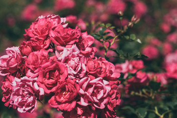 Beautiful pink wild roses