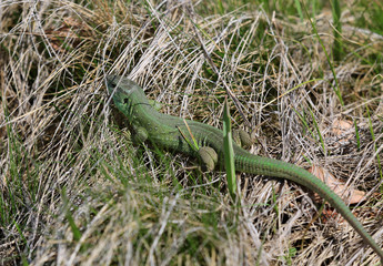 green lizard in grass