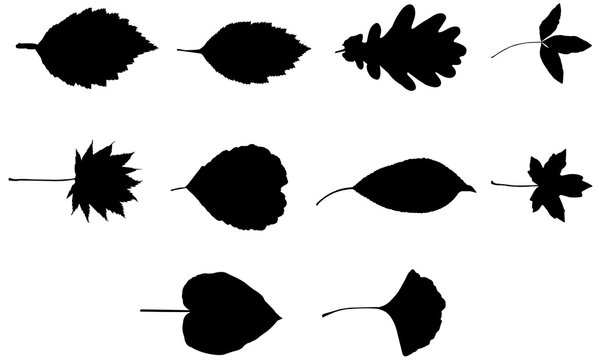 Download Leaf Svg Files Cricut Leaves Silhouette Clip Art Foliage Vector Illustration Eps Black Overlay Stock Vector Adobe Stock