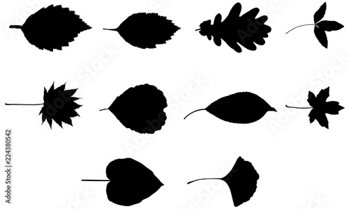 Free Free 83 Fancy Flower Leaves Svg SVG PNG EPS DXF File