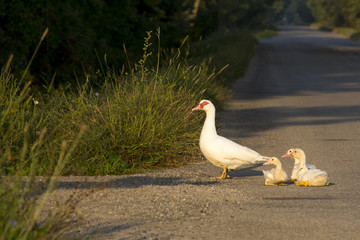 Ducks on Road