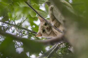 Obraz premium Cat in Tree