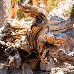 twisted trunk of tree