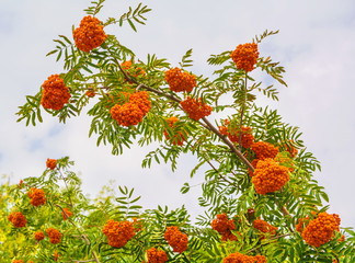 Bright orange clusters of mountain ash