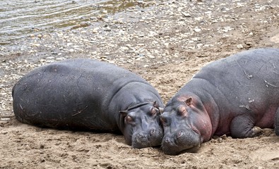 Hippo sleeping beauty