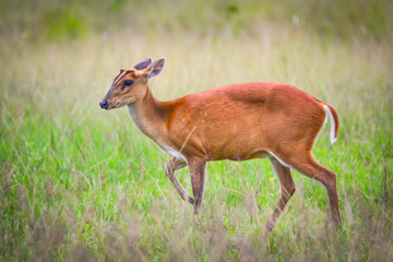 deer in the forest ,Little dear standing on the grasslands of Thai national park