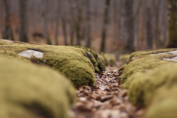 Fototapeta premium Mossy stones and fallen autumn leaves in the mountain