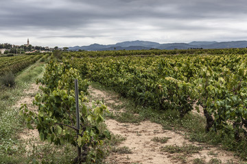 Fototapeta na wymiar Landscape with vineyards in Penedes wine cava region,Catalonia,Spain.