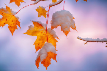 Maple leaves covered with snow after snowstorm 
