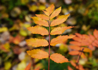 Natural autumn background.      The leaves of the trees in the setting sun. Colorful autumn forest.  Yellow and red leaves of trees.