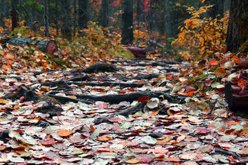 Beautiful orange and red autumn forest. Mysterious and fabulous forest. Many trees on the hills. Indian summer. The Nature Of Siberia. Spectacular view. Warm brown background.