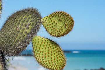 Prickly Pear leaves against background of beach and sea Galapagos Islands