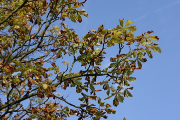 Another autumn day in park