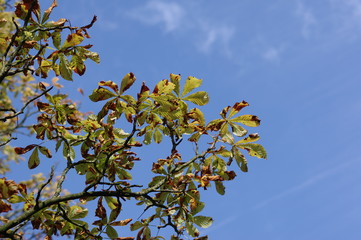 Another autumn day in park