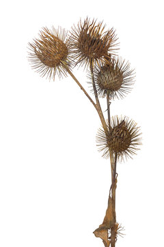 Common Burdock on White Background