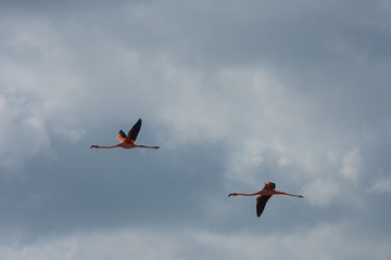 Two flamingos flying above Espanola Island Galapagos Pacific Ocean