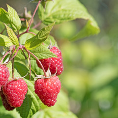 Himbeeren am Strauch