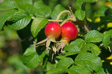 Ripe berries of wild rose on branch