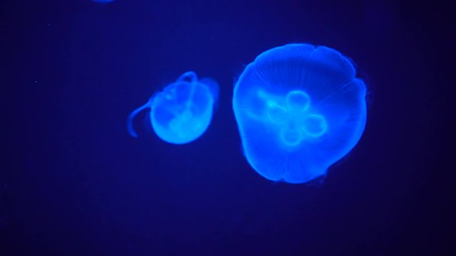Slow motion,Blue jellyfish Move slowly in the water. , The background is blue
