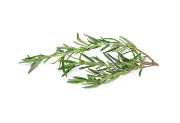 bunch of fresh rosemary on white background