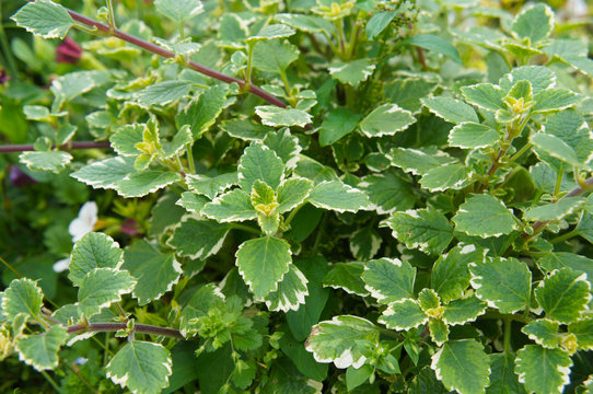 Plectranthus coleoides or swedish ivy  or creeping charlie green plant