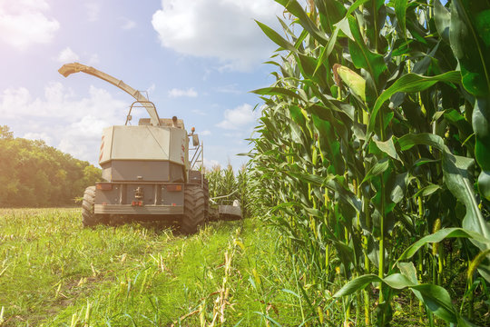 Harvest Of Juicy Corn Silage By A Combine Harvester And Transportation By Trucks, For Laying On Animal Feed