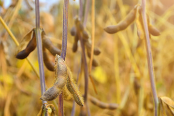 ripe pods of soy, full of beans, on the field