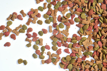 closeup of feed of dog