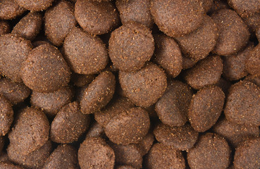 closeup of feed of dog