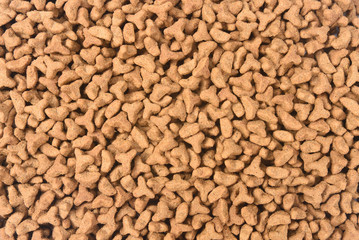 closeup of feed of cat