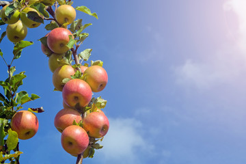 A branch of apples against a blue sky with clouds. Space under the inscription