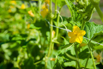 Cucumber blossom on a garden trellis with shallow depth of field.