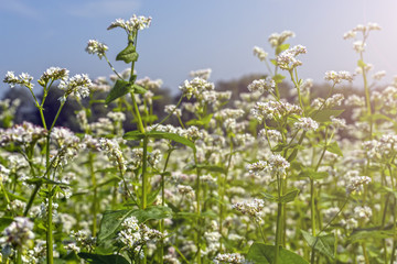 field of flowering buckwheat against the sky with clouds