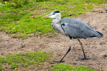 Grey heron walking