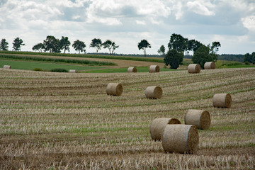 A stubble with round bales of straw, corn fields and trees on the horizon © dorotaemiliac