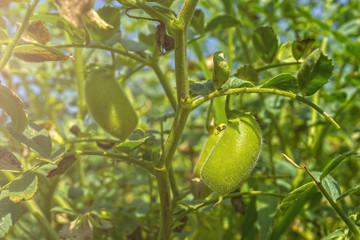 beans of organic chickpeas, affected by diseases after a rainy summer