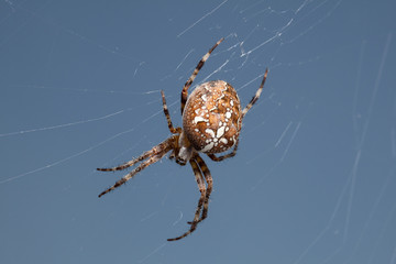 Kreuzspinne (Makro)