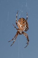 Kreuzspinne (Makro)