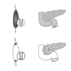 Vector design of body and human symbol. Collection of body and medical vector icon for stock.