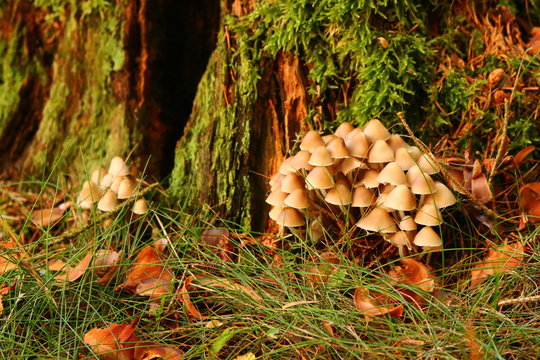 Pilz-Stelldichein
