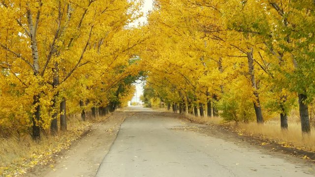 Empty road under yellow tree crowns in autumn