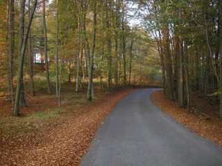 Broad leaf tree forest with curved asphalt road at autumn / fall daylight, colorful foliage. Countryside landscape.Relaxing nature.  .