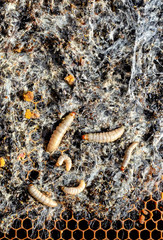 Wax moth larvae on an infected bee nest. The family of bees is sick with a wax moth. Terrible wax...