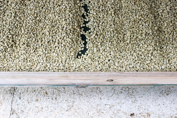 Organic green unroasted coffee beans drying on a rack at origin in Central America