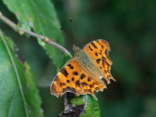 Macro Image of a Polygonia c-album.