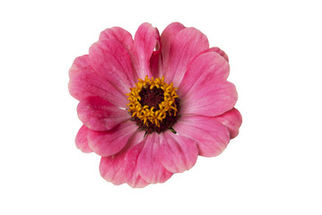 Pink zinnia flower head isolated. Copy space.