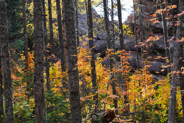 Krasnoyarsk reserve. Posts. Mountains in a beautiful autumn forest. Mysterious and fabulous forest. Many trees on the hills. Indian summer. Krasnoyarsk region. The Nature Of Siberia. Spectacular view.